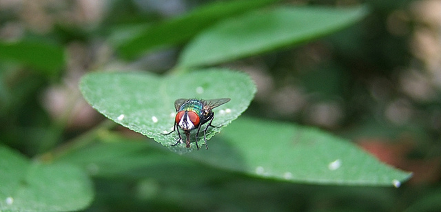  FUJİ  S200EXR (ana başlık)