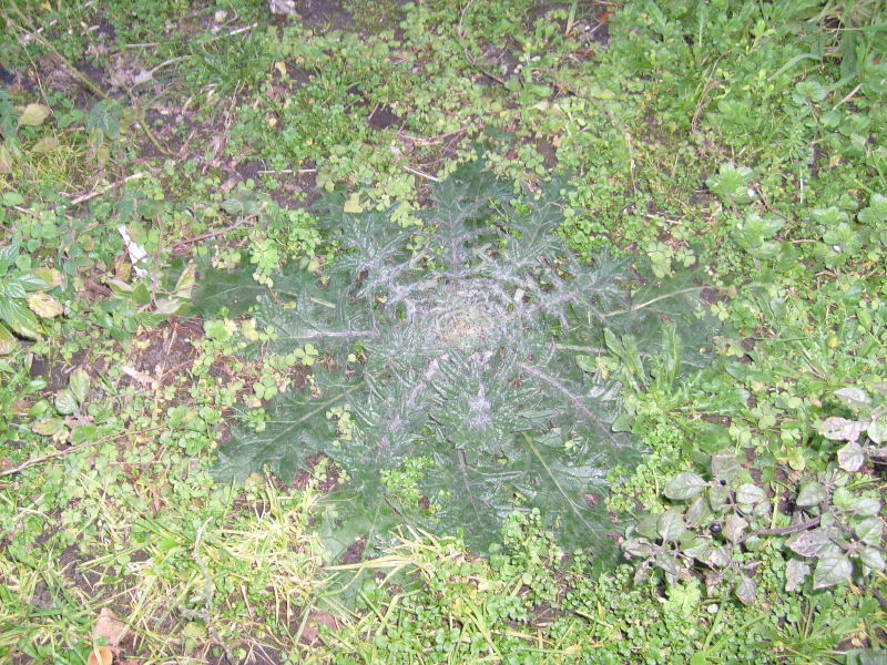  bitki isimleri