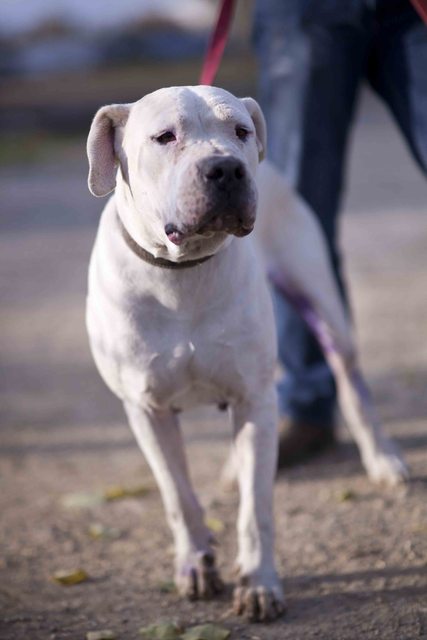  Dogo argentino