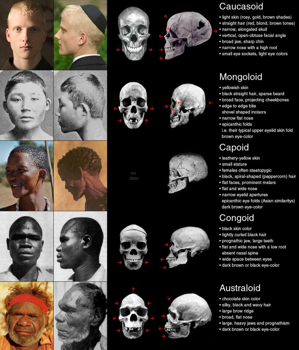 Формы нации. Расовые различия черепа. Строение черепа разных рас.