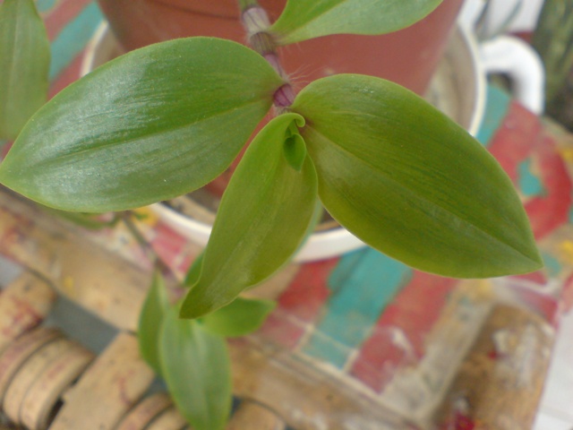  ===>3,2MPLİ k770/K790/K810/C510/P1 FOTOĞRAF PAYLAŞIM ARENASI<===