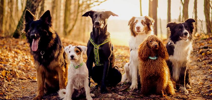 Köpeğinize Uygun Güzel Bir İsim Buldunuz Mu :)