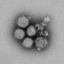 Yeni grip aşısı onbinlerce hayatı kurtarabilir