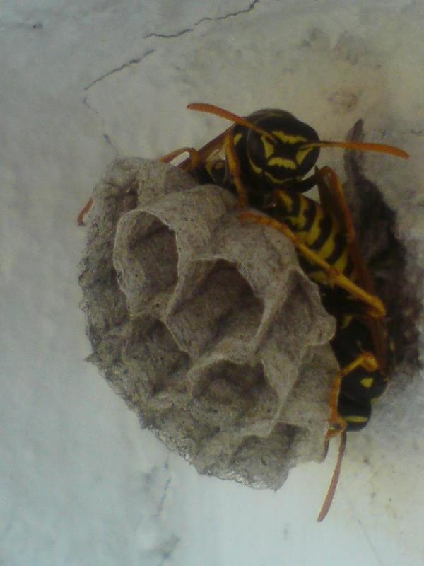  ===>3,2MPLİ k770/K790/K810/C510/P1 FOTOĞRAF PAYLAŞIM ARENASI<===