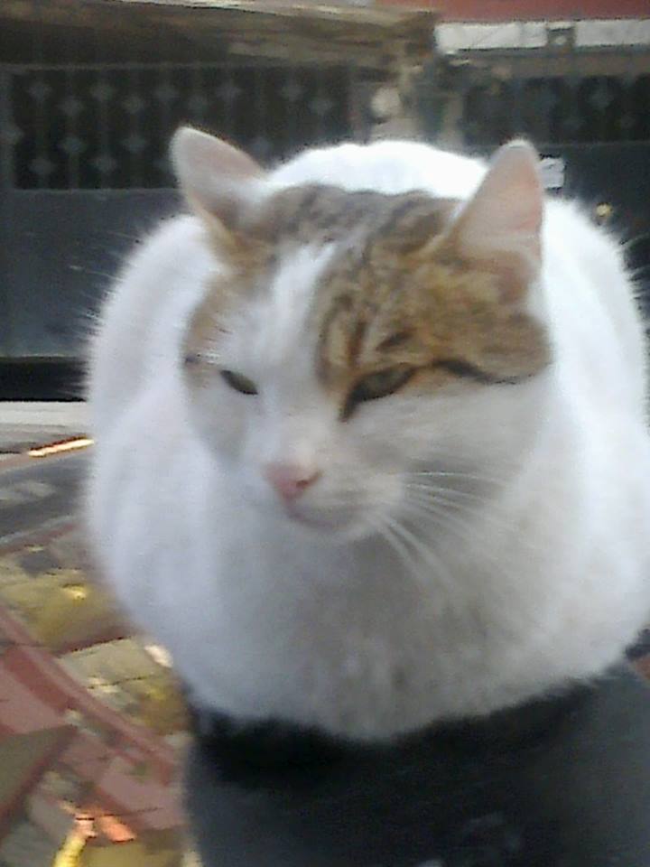  BİM'in önünde gördüğüm ciddi kedi [SS'li]