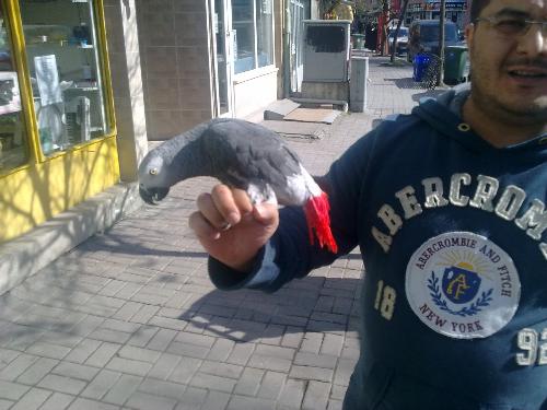  Satılık PAPAĞAN (JAKO)