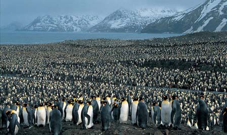  10 bin penguen neden toplandı?