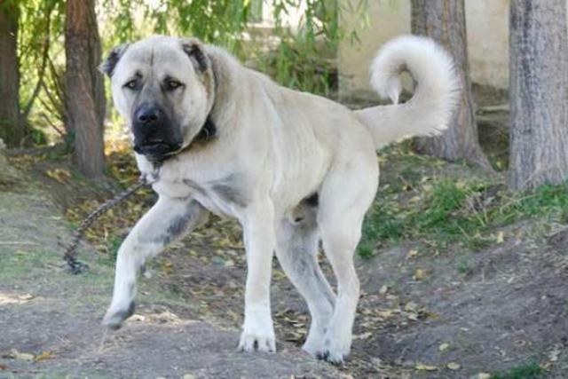  Kangal Mı GSD (Alman kurdu) mu?