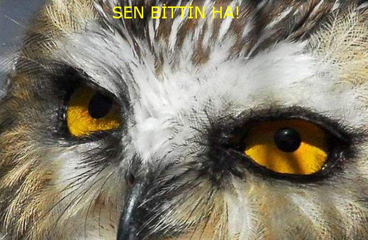  Olum sen bittin