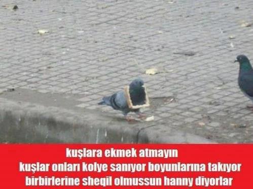  KUMRUM İŞTAHTAN KESİLDİ YARDIM