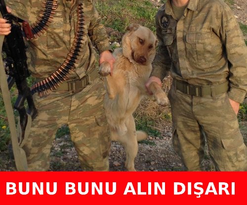  Köpekteki EFSANE ifade.SS..(asker içerir)