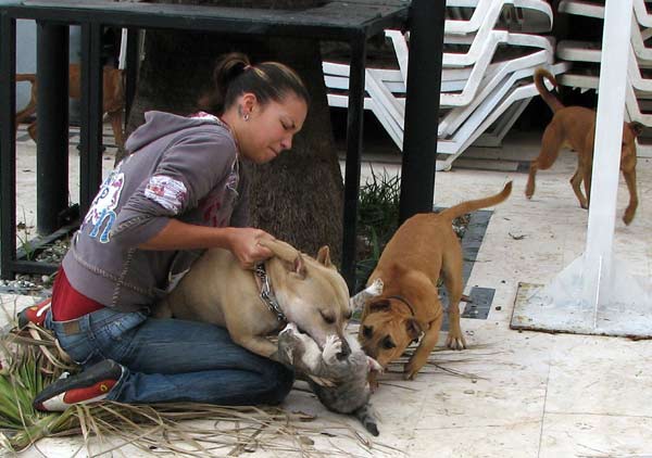  Köpek Kediyi Yakalayınca Ne Yapar?