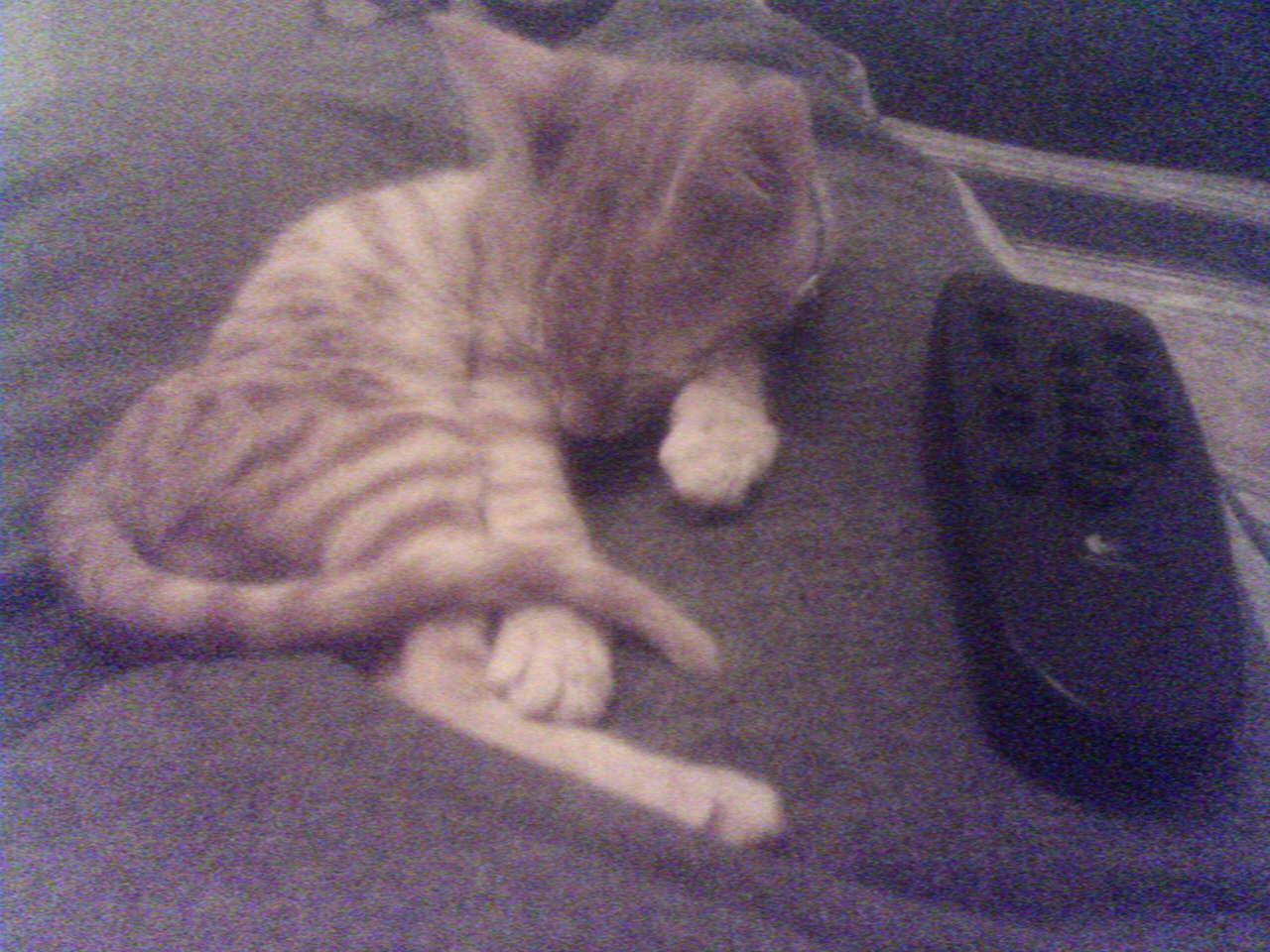  *****KEDİ ALIYORUM...*****