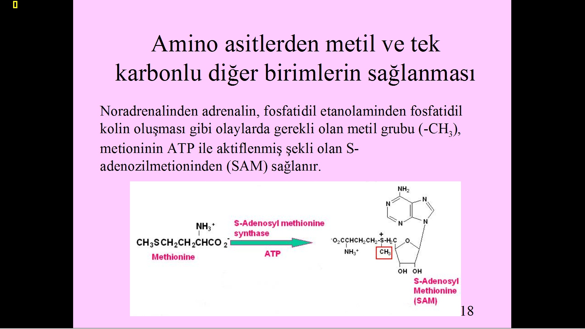  Evrim ve Tesadüf