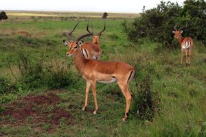  Nairobi National Park