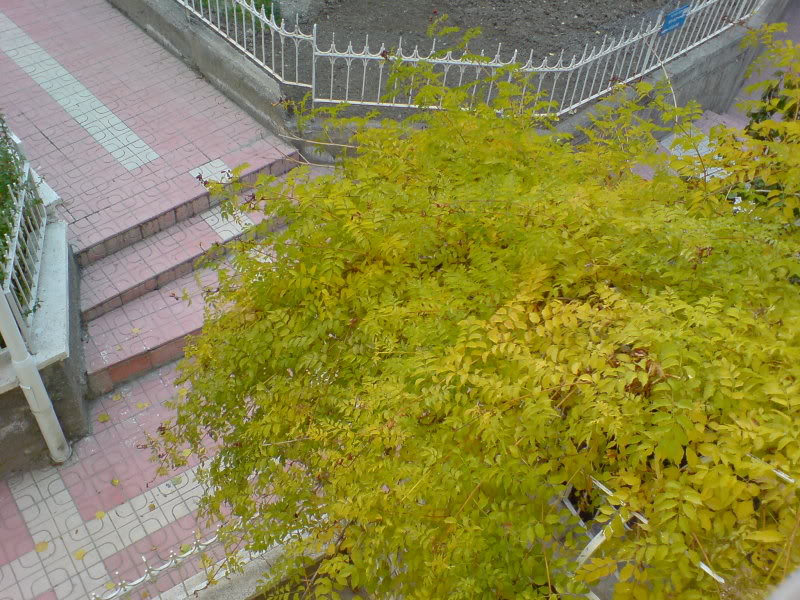  ===>3,2MPLİ k770/K790/K810/C510/P1 FOTOĞRAF PAYLAŞIM ARENASI<===