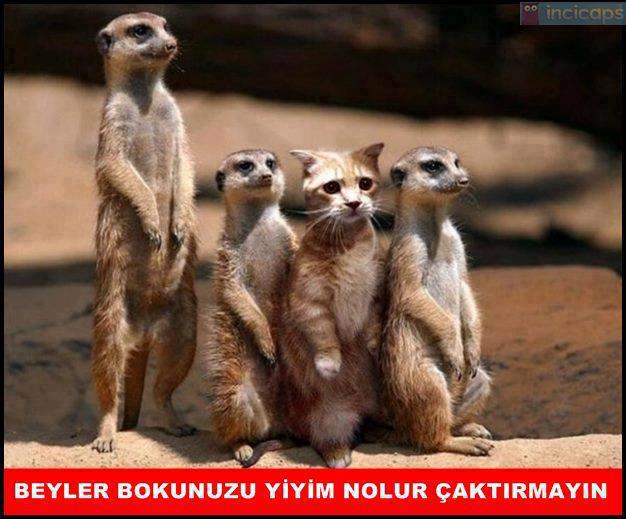  CİDDİ KEDİYE RAKİP: KARİZMA KEDİ