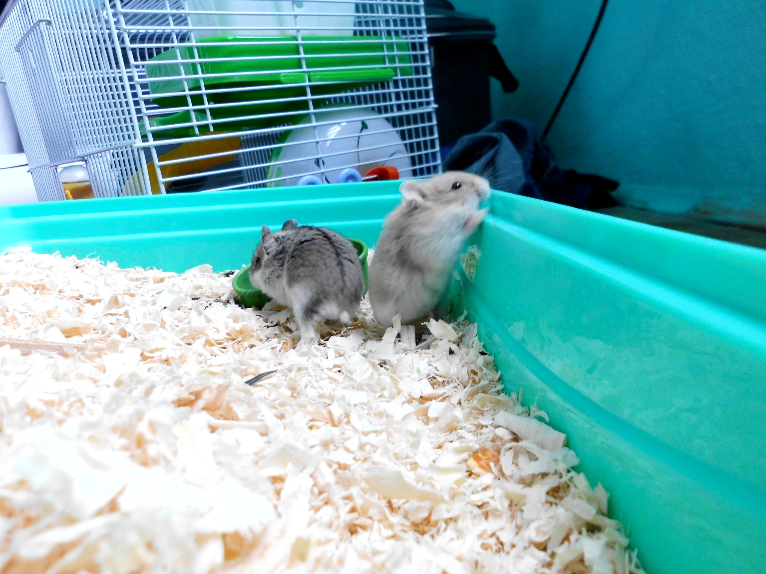  iki tane gonzales türü yavru hamsterim var. birisi sürekli kafes tellerini kemiriyor ve çarkta koşmuyorlar