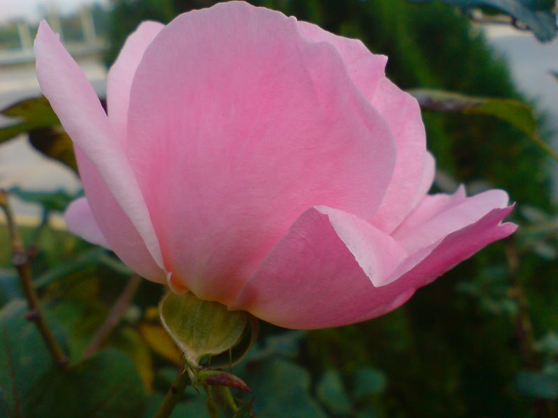  ===>3,2MPLİ k770/K790/K810/C510/P1 FOTOĞRAF PAYLAŞIM ARENASI<===