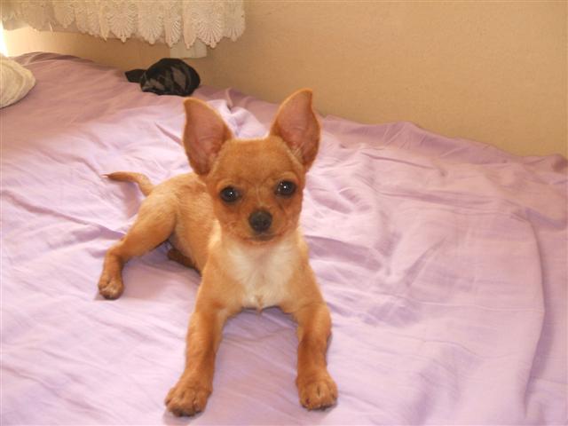  Çuvava ( Chihuahua ) Cinsi SatıLık Köpek