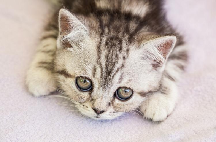 Veteriner Hekimler Yanitliyor Kedilerin Cikardigi 8 Farkli Ses Ne Anlatiyor Donanimhaber Forum