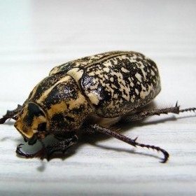  balkondaki böcek (SS'li)