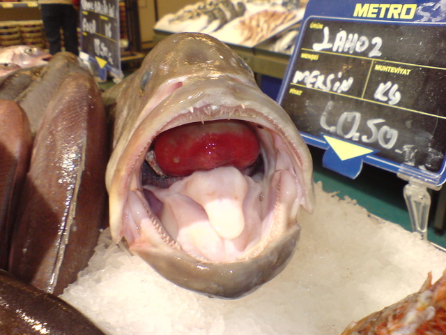  ===>3,2MPLİ k770/K790/K810/C510/P1 FOTOĞRAF PAYLAŞIM ARENASI<===