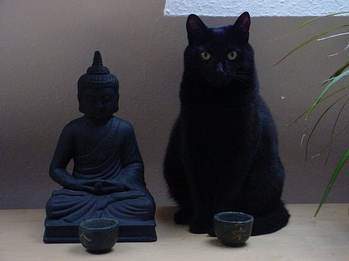  Tüm Kedi Resimleri Gifleri Swf (Sadece Kediler)