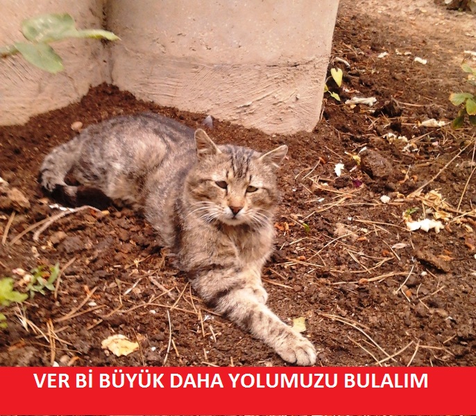  Bahçemizin Ciddi Kedisi [SS'Li] - Yavruları Eklendi
