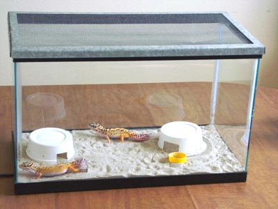  Leopard Gecko besleyen var mı?