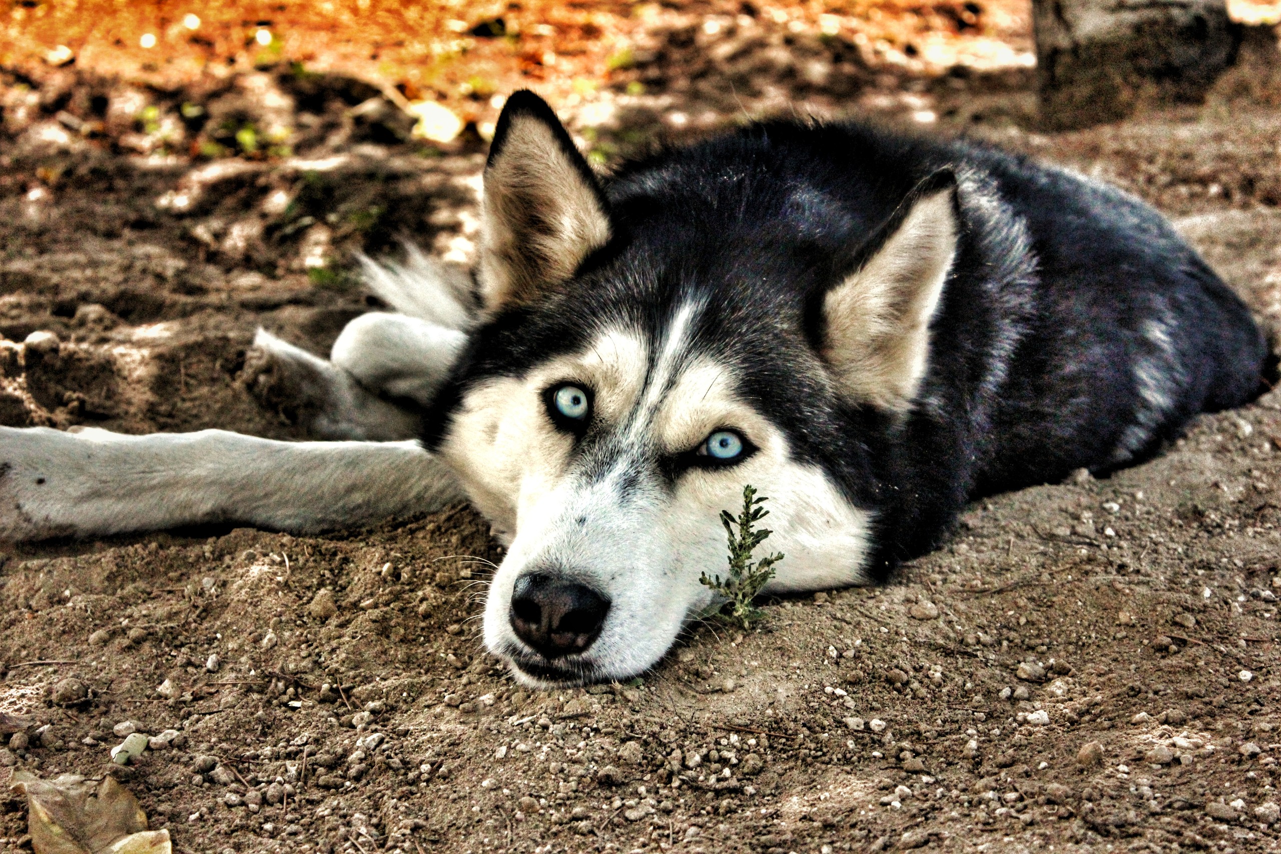 kedi veya köpeği olanlar SS atabilir mi??