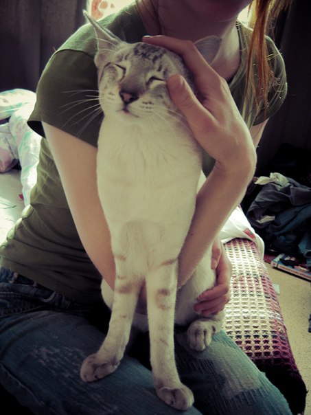  Tüm Kedi Resimleri Gifleri Swf (Sadece Kediler)