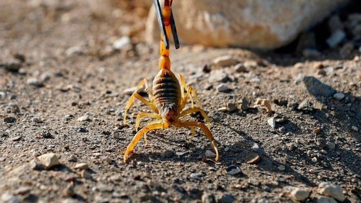 Mısır’da fırtına sebebiyle evleri akrep bastı: 3 kişi öldü, 450’den fazla insan sokuldu