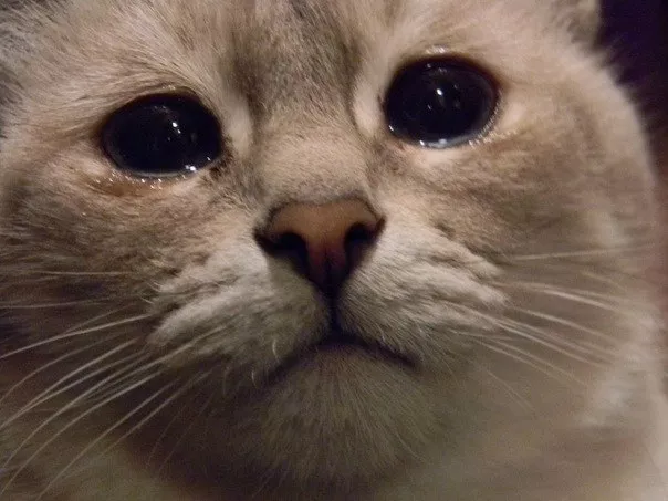  Tüm Kedi Resimleri Gifleri Swf (Sadece Kediler)