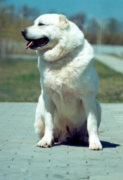  Arkadaşlar Köpek Alacağım ? [Pittbull Mu?,Kangal Mı?,Golden R. Mi?]