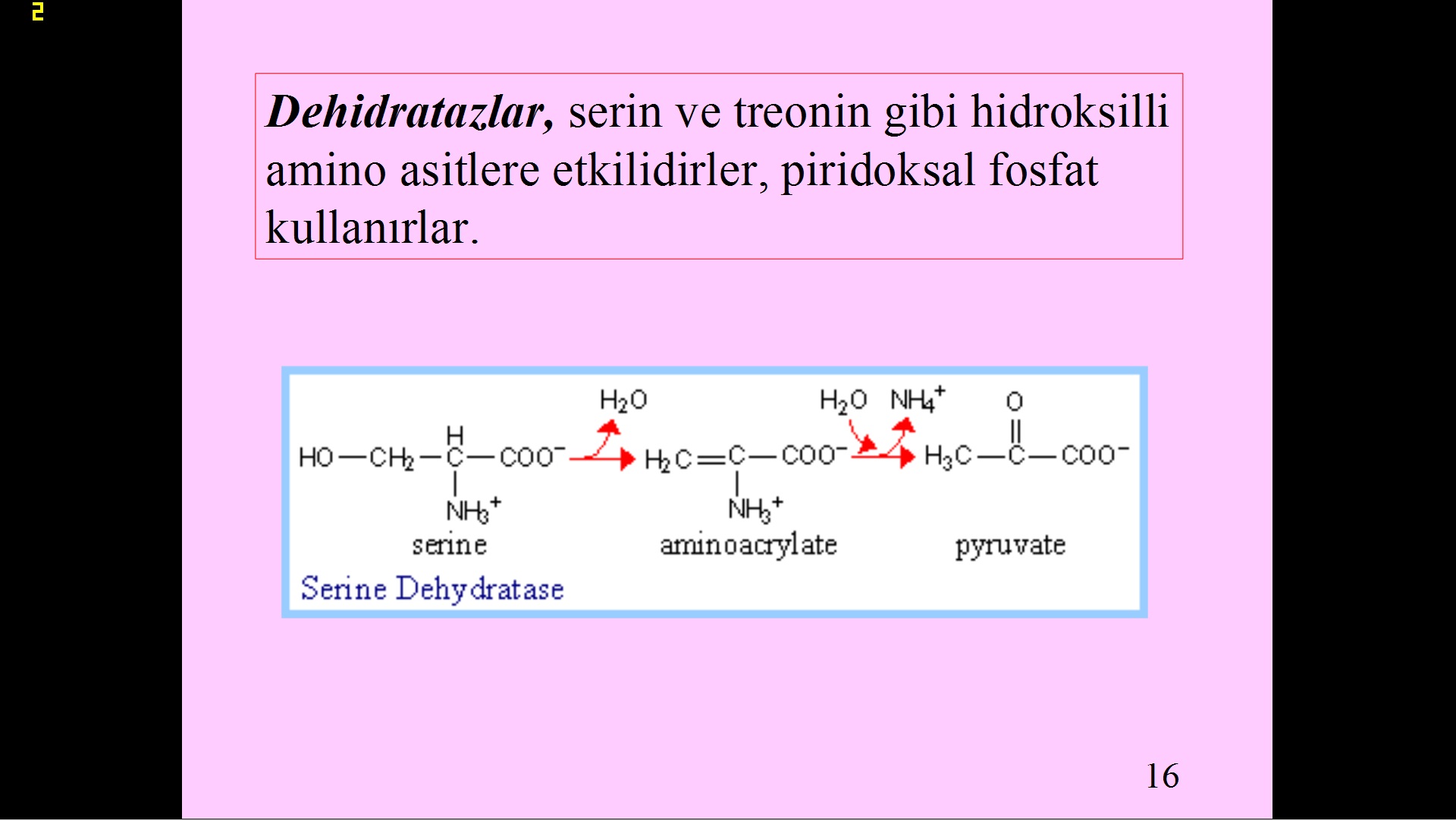  Evrim ve Tesadüf