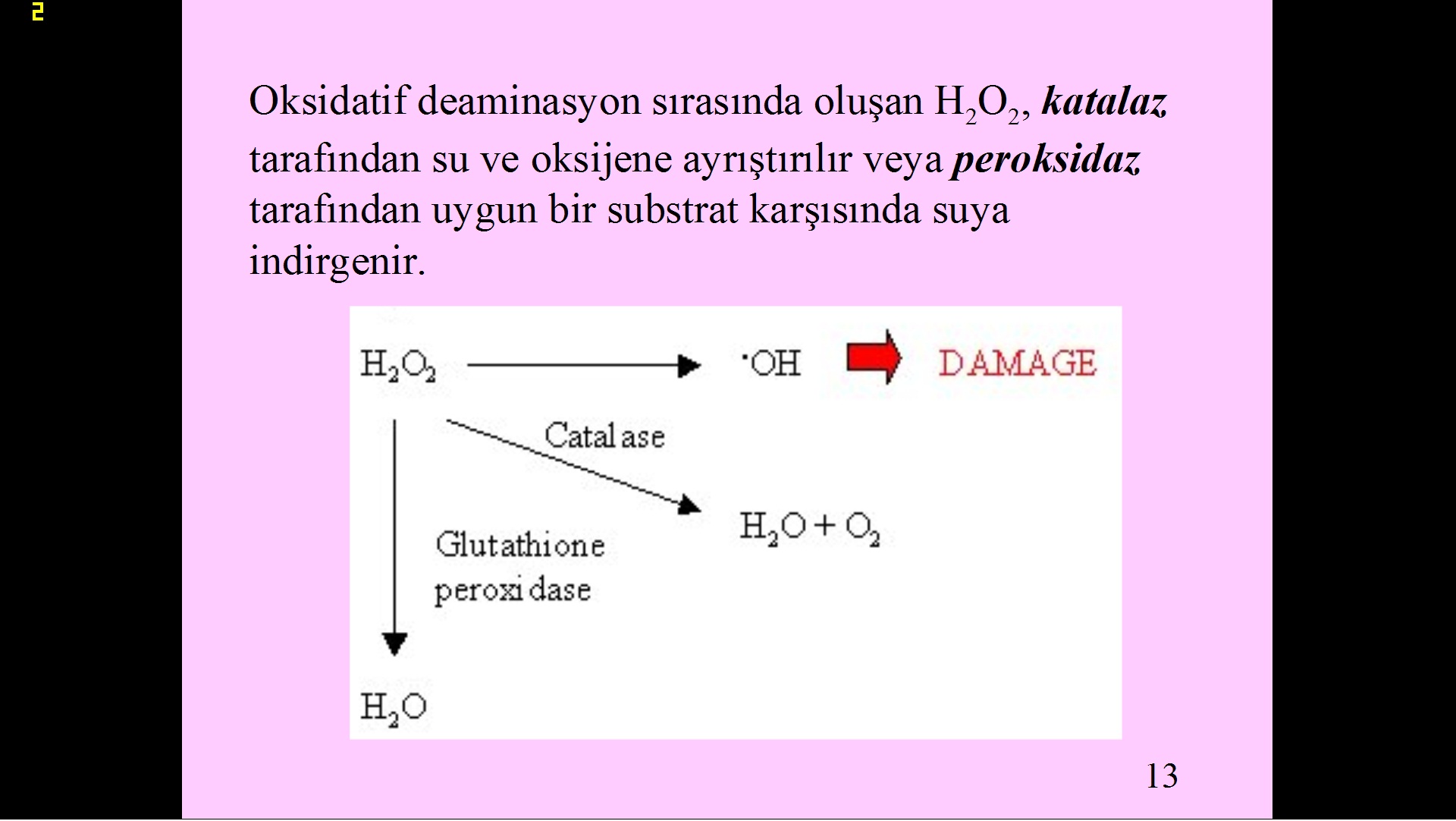  Evrim ve Tesadüf