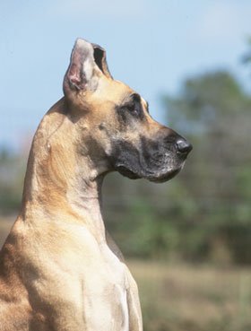  danua (köpek cinsi) besleyen varmı