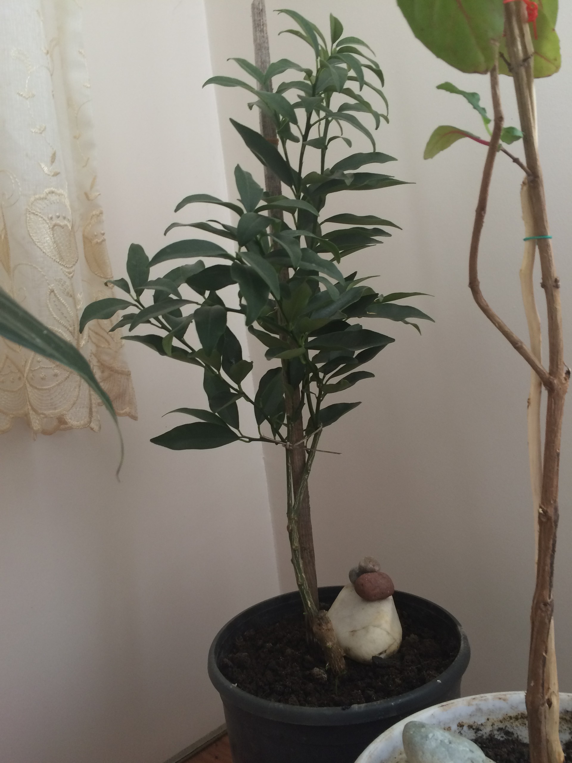 Satılık Çeşitli Bonsai ler..(Minyatür Ağaç) ve Limon Ağacı