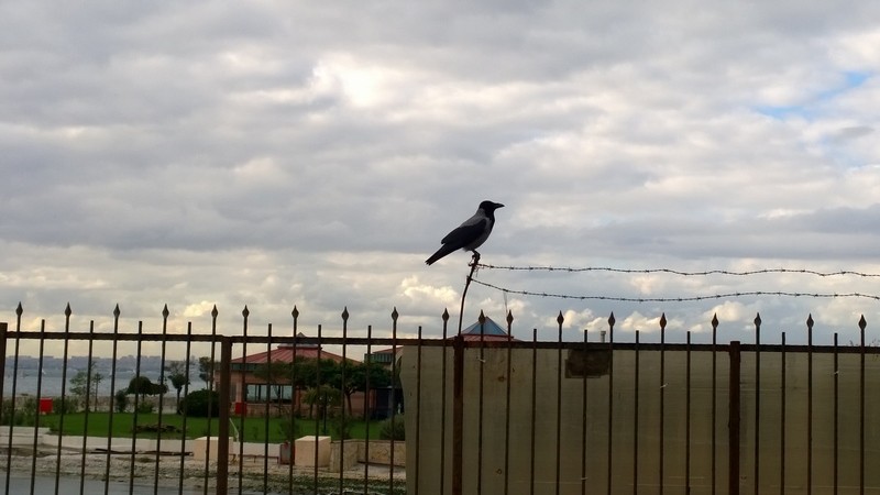 [sizer]📷 CEP TELEFONU FOTOĞRAFÇILIĞI [ANA KONU] 📷