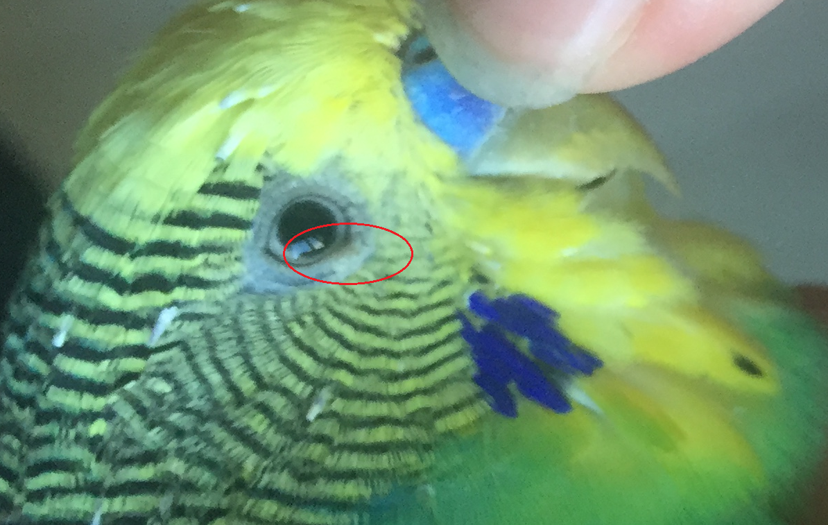 kuşumun gözündeki yara