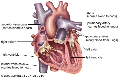  Kalp sağlığı için 5 adım