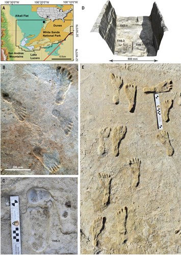 Amerika’da 23.000 yıllık insan izlerine rastlandı: Kıtadaki en eski insan faaliyeti