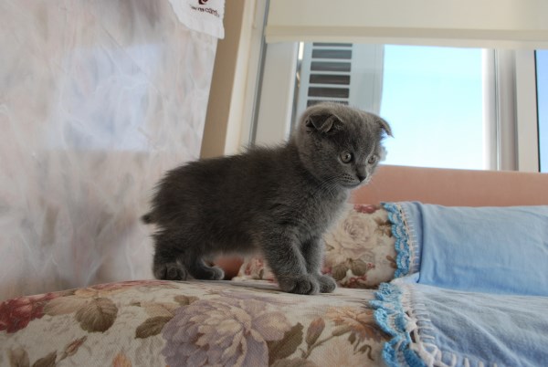  2 aylık erkek scottish fold