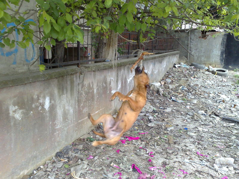  Köpek korkumu nasıl yenebilirim???yardım lütfen