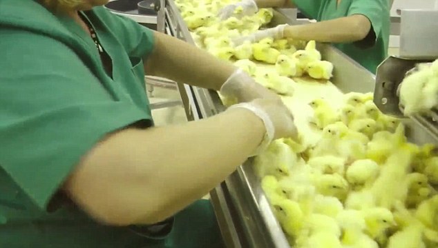  Civcivlere Yapılan Vahşi Muamelenin Görüntüleri Çıktı