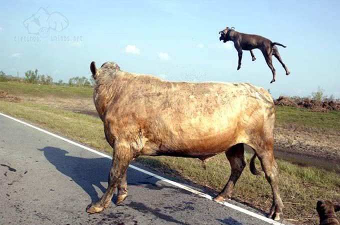  Saldır Deyince Saldıracak Köpek Arıyorum?