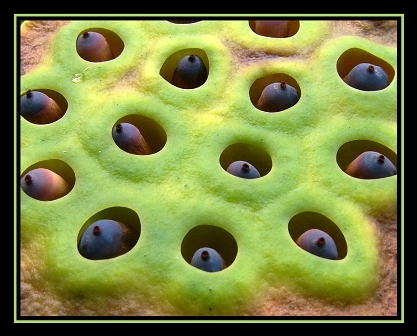  Trypophobia (delik korkusu) olan var mı?