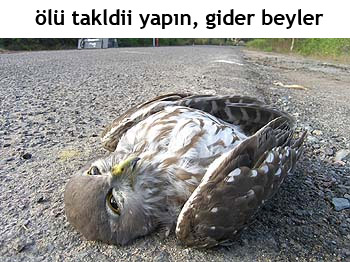  sınaypır rekoru