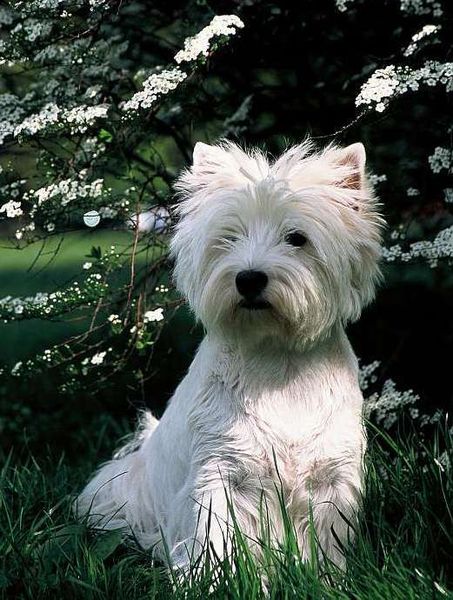  ÇOCUĞUMLA ARKADAŞ OLABİLECEK BİR KÖPEK